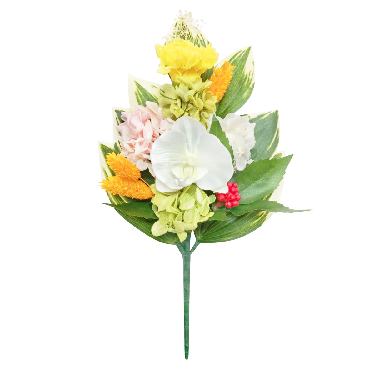 四季仏花　睦月　コチョウラン