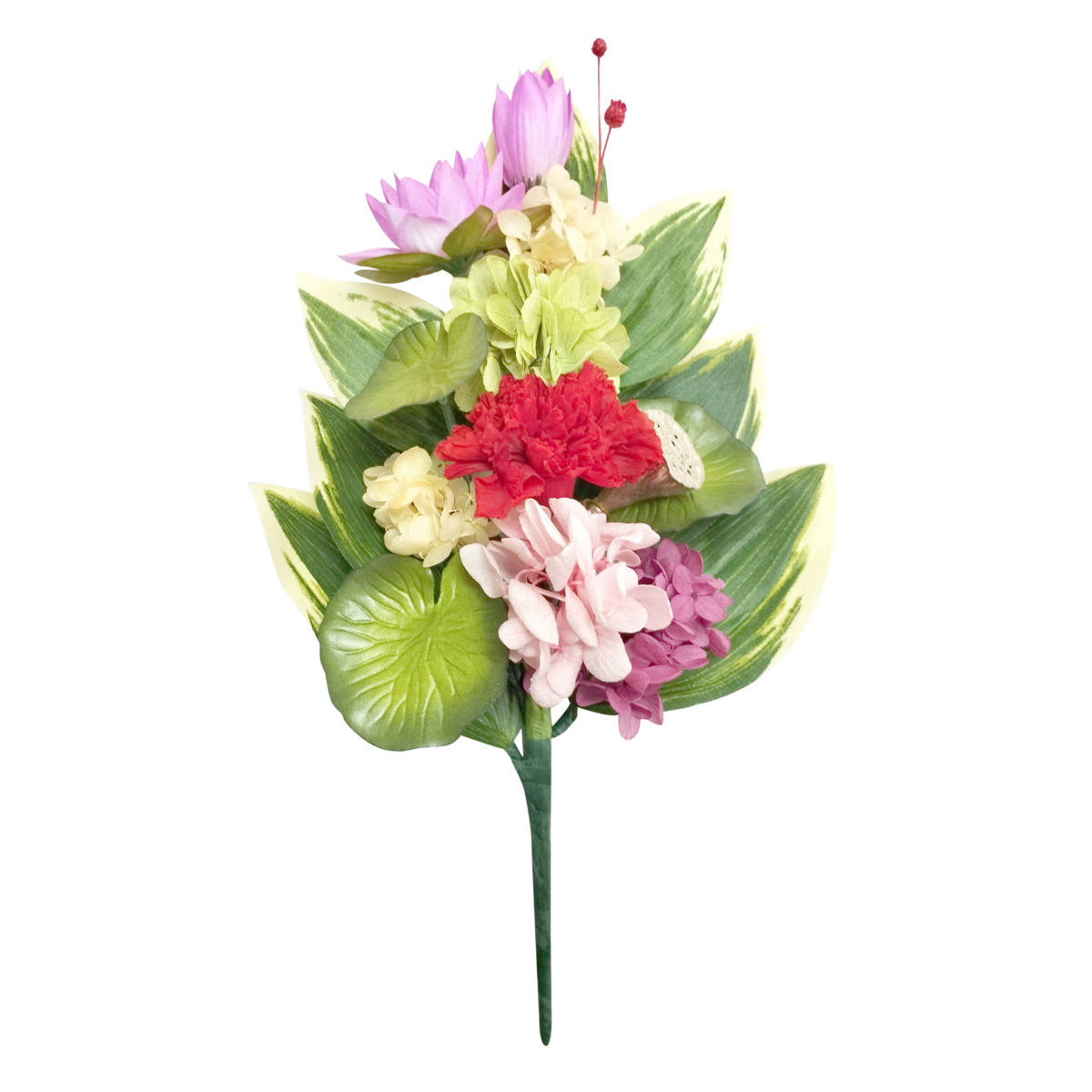 四季仏花　文月　ハス　ピンク
